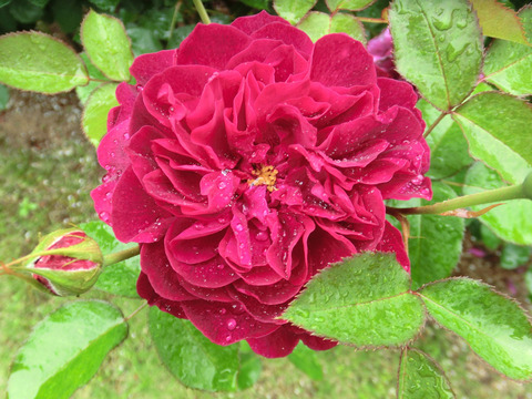 ダーシー　バッセルsCIMG6069