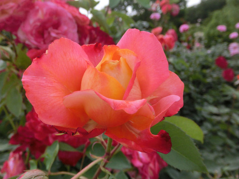 ミラマーレsCIMG5542