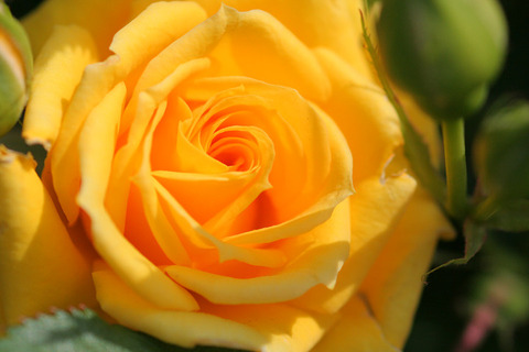 スィート　ダイアナ (2)