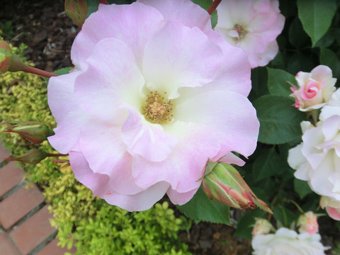 マチルダsCIMG5427