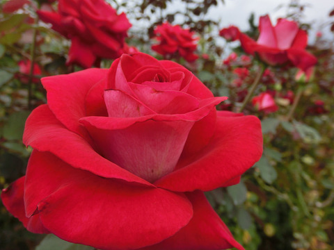 ロナルド　レーガン　ローズsCIMG7124