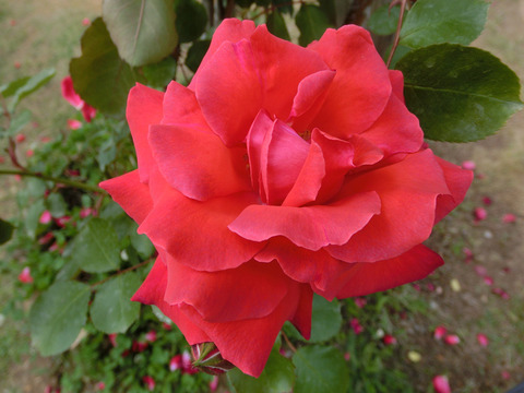 ほのおのなみ　焔の波sCIMG3877