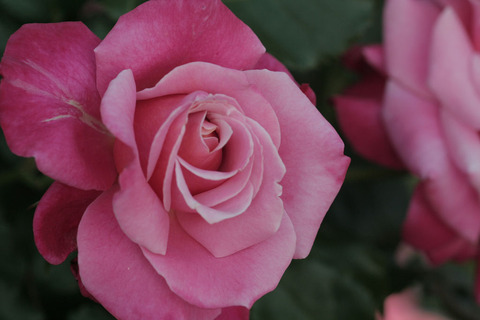 プリンセス　チチブ5297