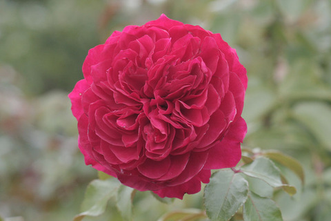 レッド　レオナルド　ダ　ビンチsIMG_4149