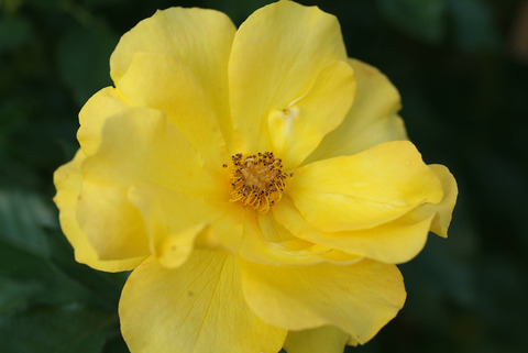 サプライズsDSCF1105