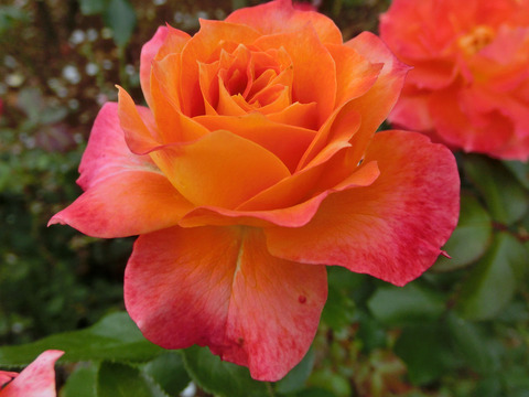 ピュア　ポエトリーsCIMG7300