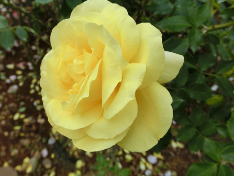 ミラベラsCIMG7290