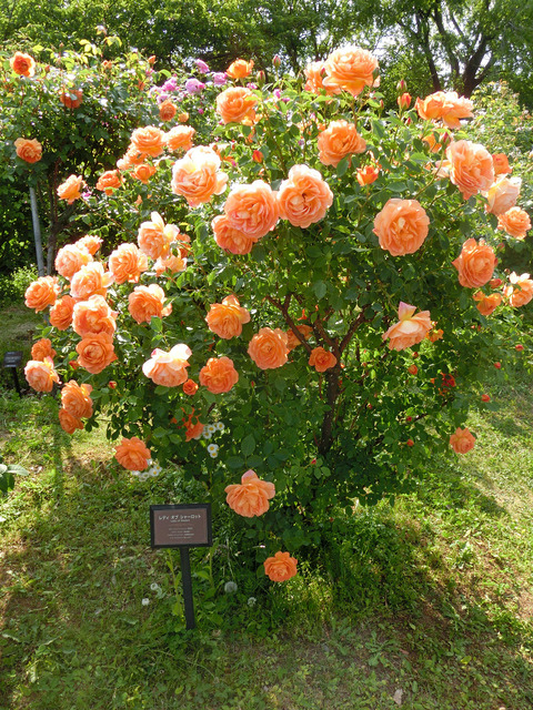 レディ　オブ　シャーロットsCIMG4080