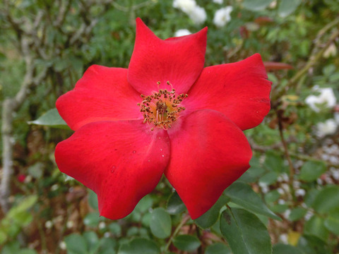 かざぐるまsCIMG7317