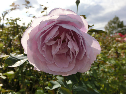 しのぶれどsCIMG5887