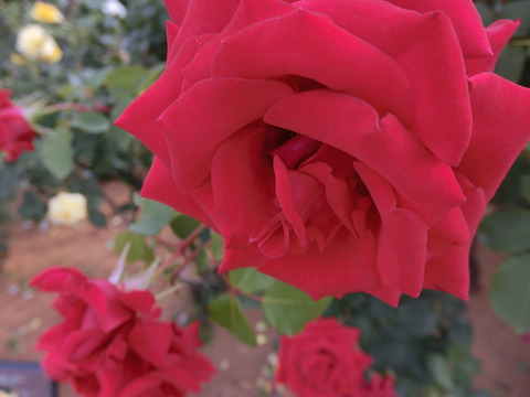 カーディナルsCIMG5365