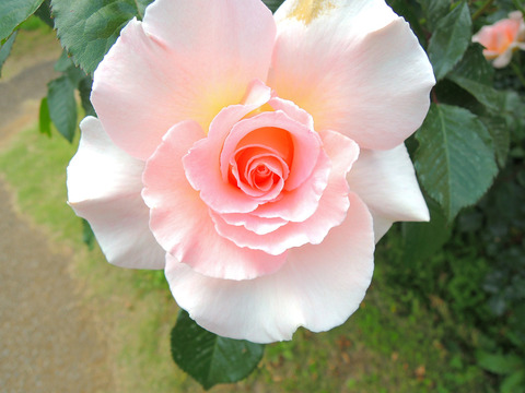 スプリング　コサージュsDSCN3886