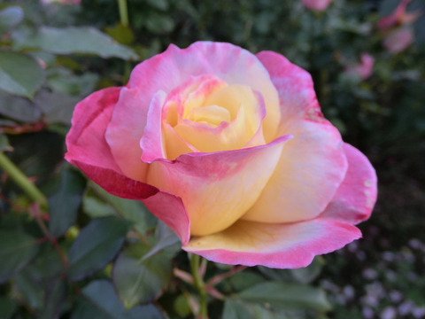 フレンチ　パフュームsCIMG8266