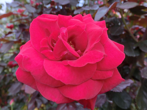 ロナルド　レーガン　ローズsCIMG7118