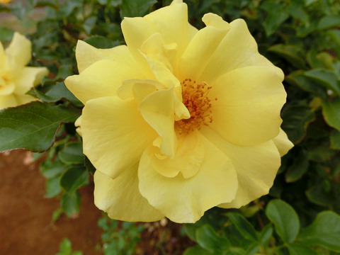 サン　フレーアsCIMG7394