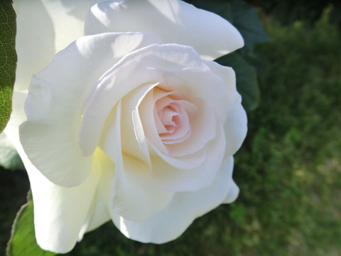 かんしゃ　感謝0585