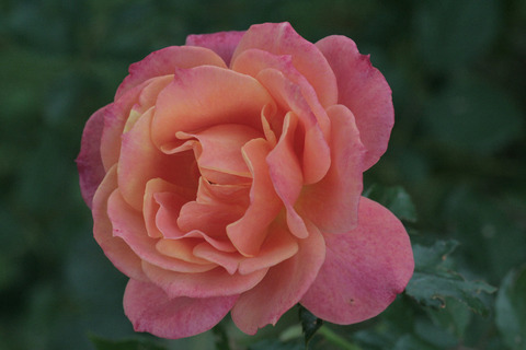 ディズニーランド　ローズsIMG_7688