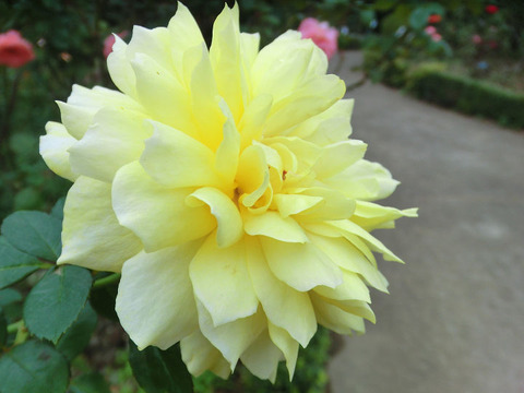 トゥールズ　ロートレック