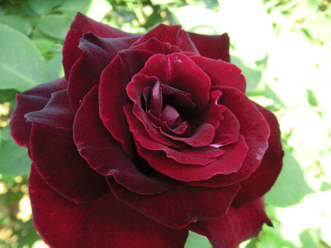 くろしんじゅがい　黒真珠貝8934