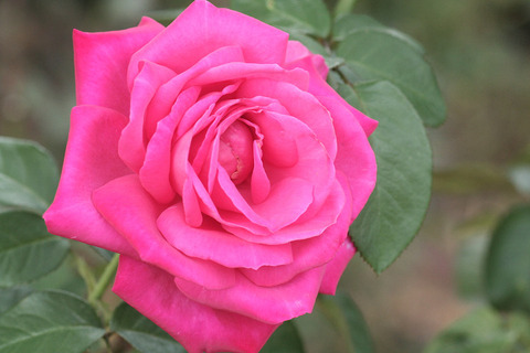 マリア　カラス0045