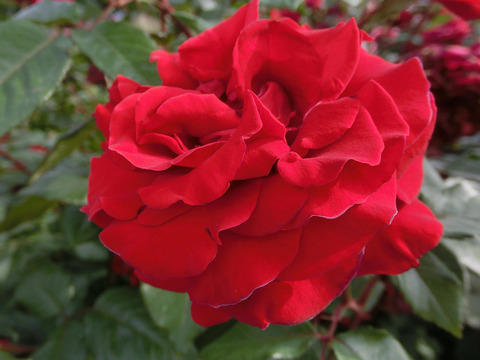 レッド　クイーンsCIMG5285