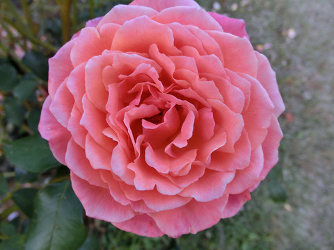 アルブレヒト　デューラー　ローズsCIMG8315