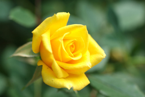 スウィート　ダイアナsDSCF0684