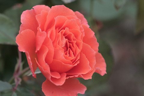 ビブレ　バカンス！6323