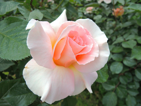 スプリング　コサージュsDSCN3887