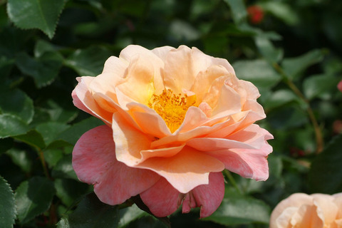 ウーメロsDSCF1765