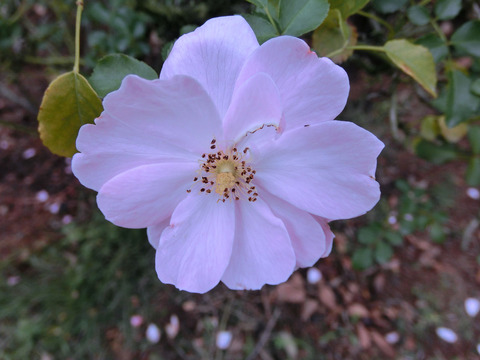 クイーン　マザーsCIMG7029