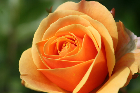 スター　チェイサー