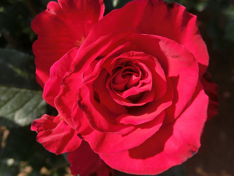 こうさい　光彩sCIMG3979