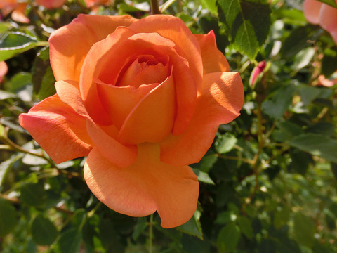 レディ　オブ　シャーロットsCIMG4089