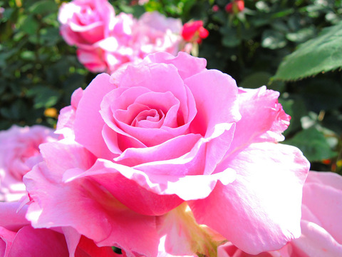 シークレット　パフュームsDSCN5470