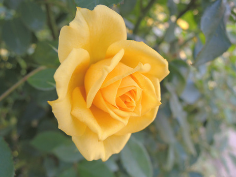 スウィート　ダイアナ6283