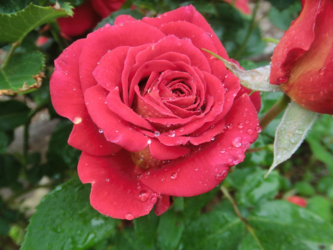 あやおりsCIMG6127