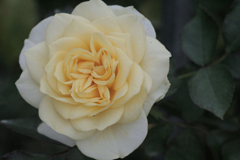 サンライト　ロマンティカsIMG_7623