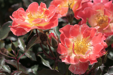 ホット　ファイアー