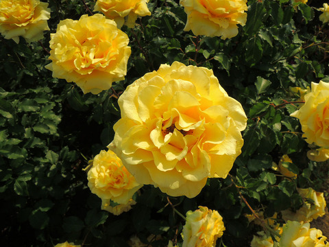 ゴールデン　メダイヨン1679