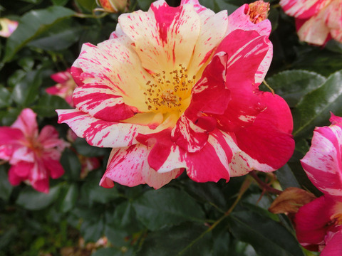 きらりsCIMG5324