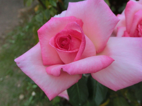 ウィミィsCIMG6966