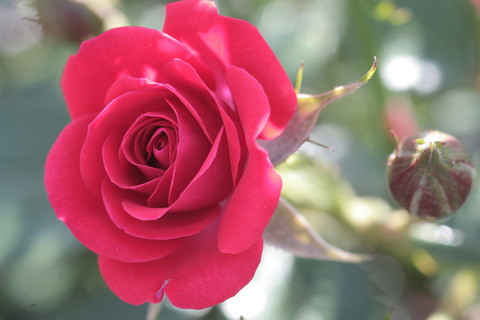 べにひめ　紅姫6089