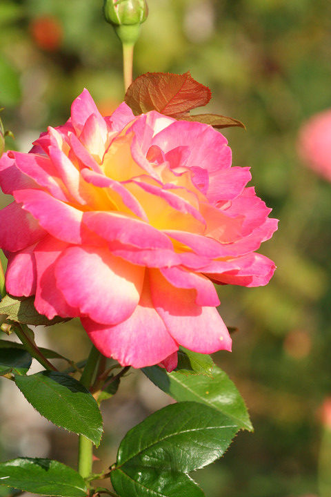 あさぐも朝雲0381