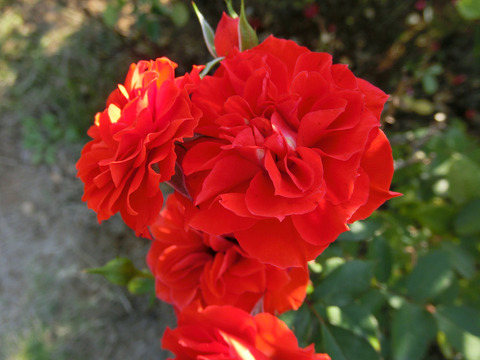 オレンジ　メイアンディナ6851