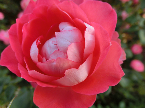るるsCIMG8237