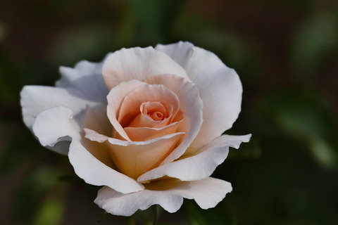 スプリング　コサージュs_1210943