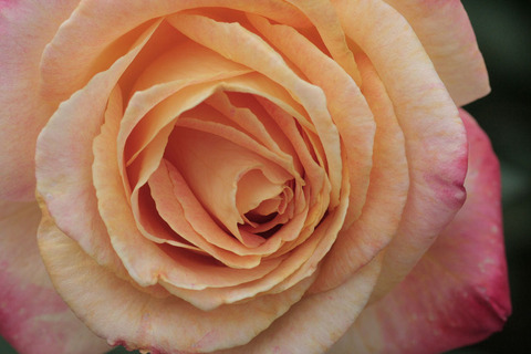 ミラマーレsIMG_4385