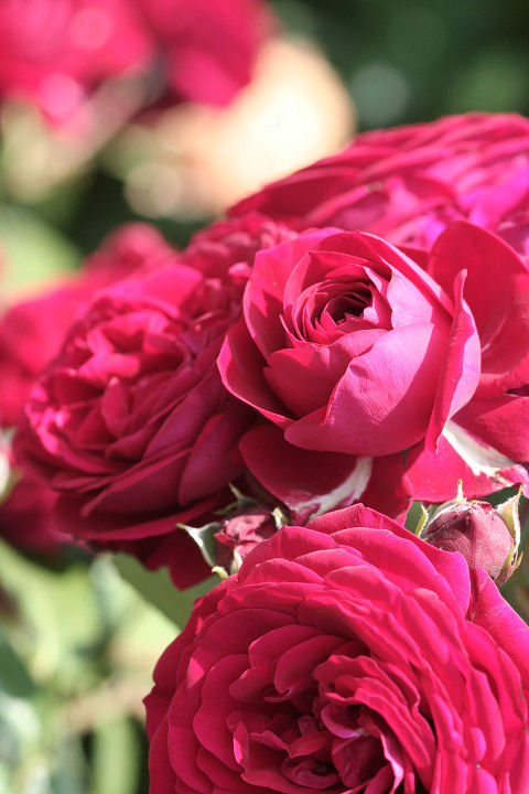 ロート　ケプヘン9387