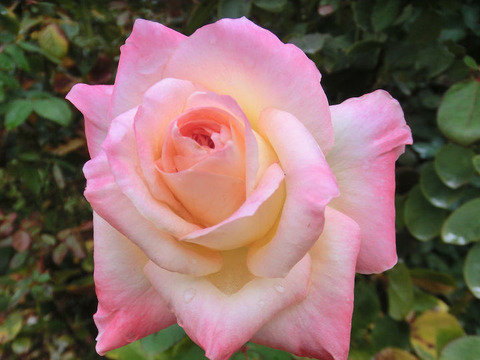 エレガント　レディ5228